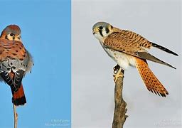 Image result for Kestrel in Tree Top