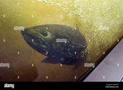 Image result for Fresh Chinook Salmon