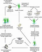 Image result for Rhizoctonia Solani Life Cycle