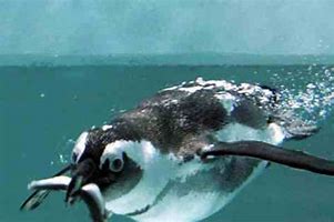 Image result for Linux Penguin Eating Fish