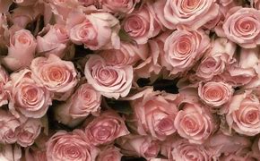 Image result for Flawer Pink