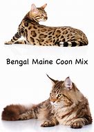 Image result for Bengal Maine Coon Cat