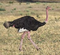 Image result for Ostrich