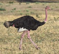 Image result for Bald Ostrich