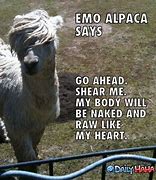 Image result for Emo Alpaca