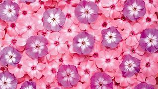 Image result for Flwer Pink