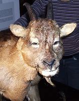 Image result for Cave Goat