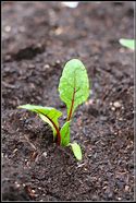 Image result for Beets in Garden