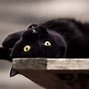 Image result for Plano De Fundo Computador Gato HD