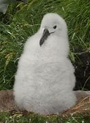 Image result for Fluffy Baby Albatross