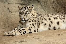 Image result for Snow Leopard Back Legs Lying Down