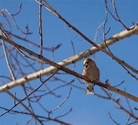 Image result for Grosbeak Bird Habitat