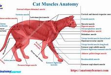 Image result for Cranial Tibial Muscle Dissected Cat