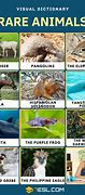 Image result for Top 10 Rare Animals