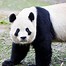 Image result for Panda Si Jia