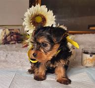 Image result for Teacup Yorkie Maltese