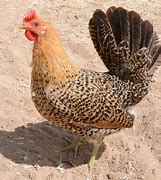 Image result for sicilian buttercup chicken characteristics