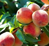 Image result for Pakistan Peach