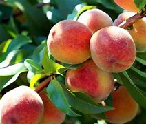 Image result for Identify Peach Tree