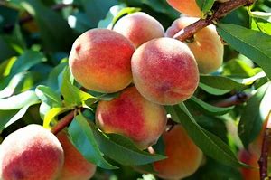 Image result for Peach Tree Blight