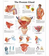 Image result for Shape of Prostate