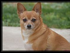 Image result for Fox Terrier X Chihuahua