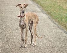 Image result for Galgo Spanish Hunting Dog