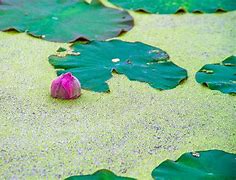 Image result for Duckweed Fruit