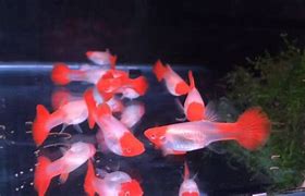 Image result for Koi Guppies