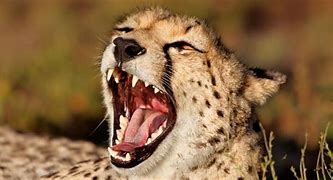 Image result for Scary Cheetah Teeth