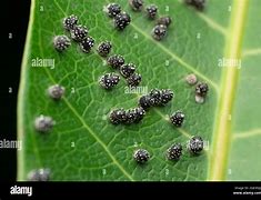 Image result for Box Moth Eggs