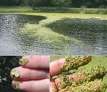 Image result for Pond Weeds Identification