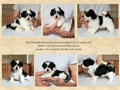 Image result for Jack Bichon Havanese Puppies