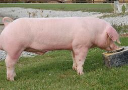 Image result for Swine Sow Giant