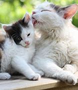 Image result for Cat Chlamydia