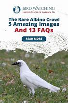 Image result for Albino Crow