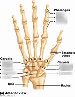 Image result for Manus Region Anatomy