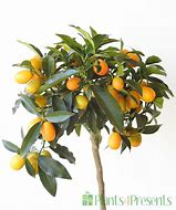 Image result for Large Kumquat