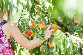 Image result for Peach Picking