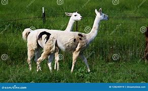 Image result for Llama Pasture