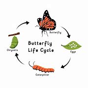 Image result for A Butterflies Life Cycle