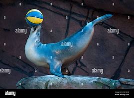 Image result for Sea Lion Ball