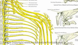 Image result for Thoracic Spinal Nerves Chart