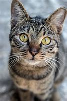 Image result for Tabi Cat Eyes