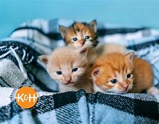 Image result for 1 Week Old Kitten