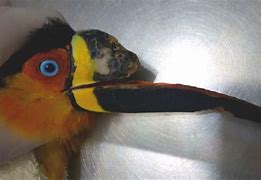 Image result for Toucan Beak Evolution