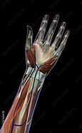 Image result for Ventral Aspect of Wrist