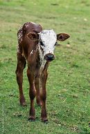 Image result for Stock Images Nguni Cattle