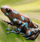 Image result for Most Poisonous Poison Dart Frog