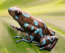 Image result for Hawaii Poison Dart Frog